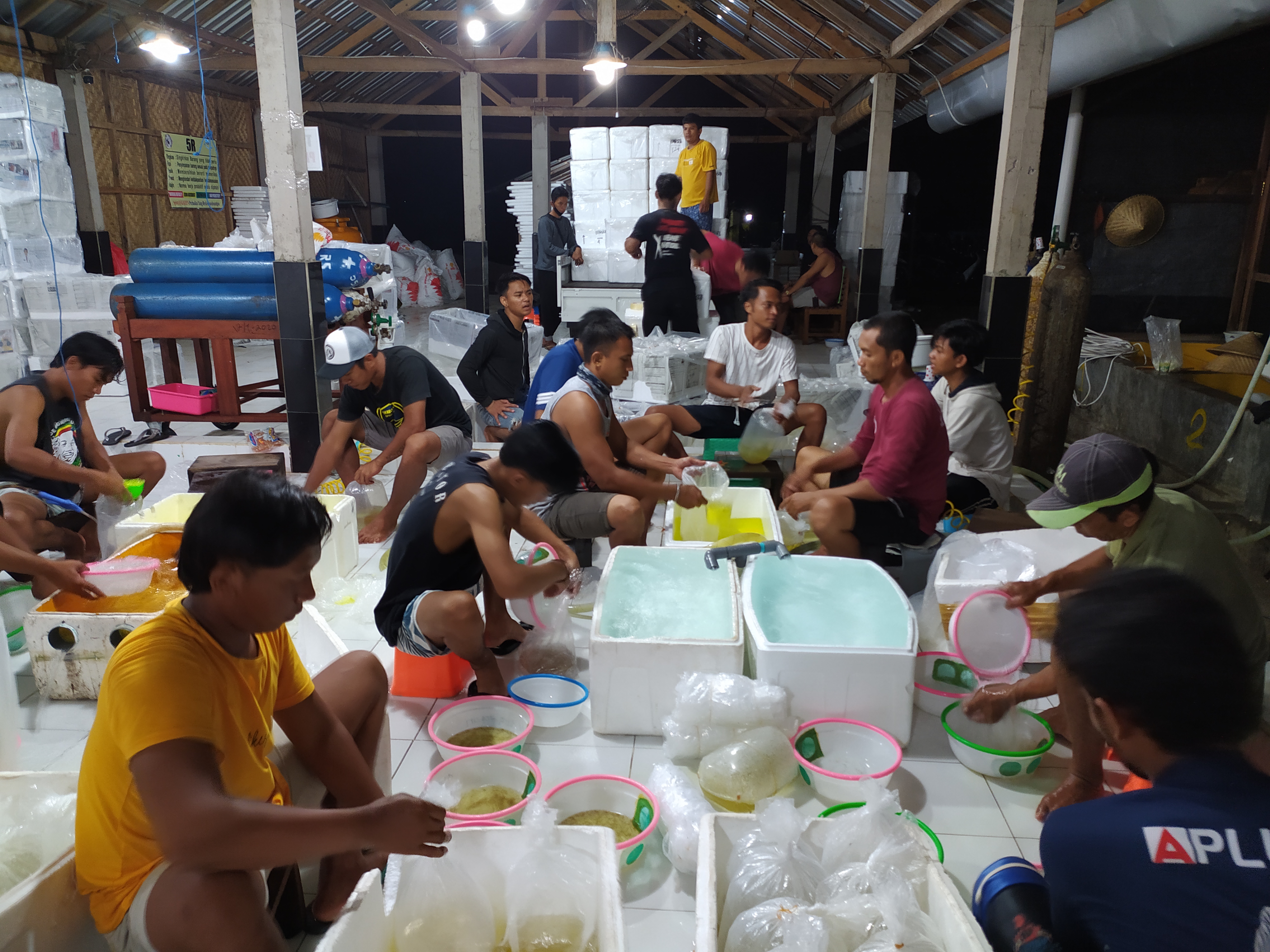 Ekspor Bibit Bandeng Perdana 240 coly Gread A dan B ditahun 2021