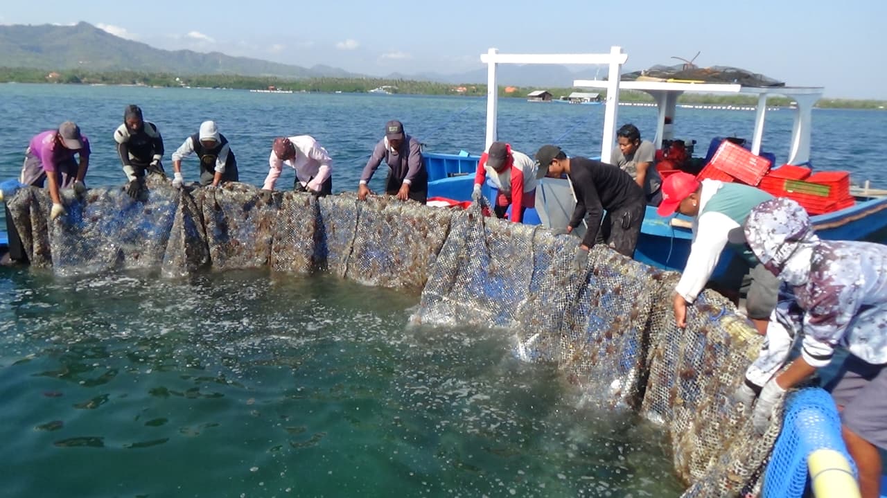 Kegiatan Perdana Panen Ikan Bandeng Konsumsi Premium milik Rekanan CV. Putra Bahari di Kecamatan Gerokgak