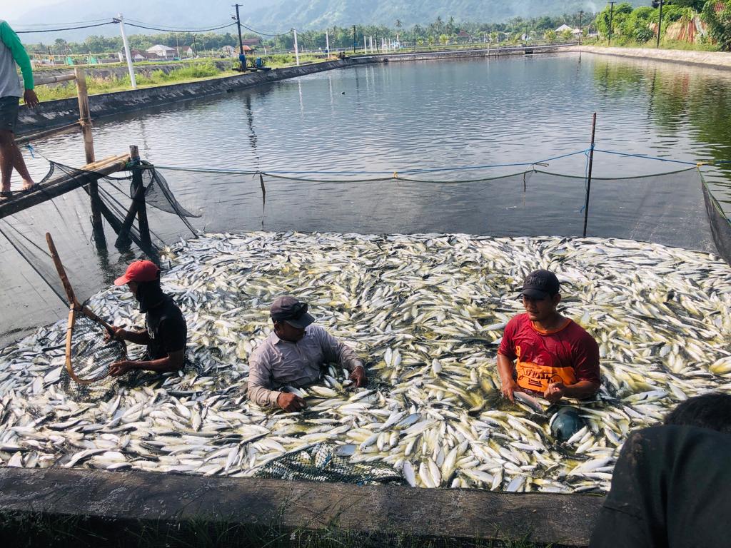 Pengaruh Kualitas Benih Terhadap Hasil Panen Bandeng Konsumsi