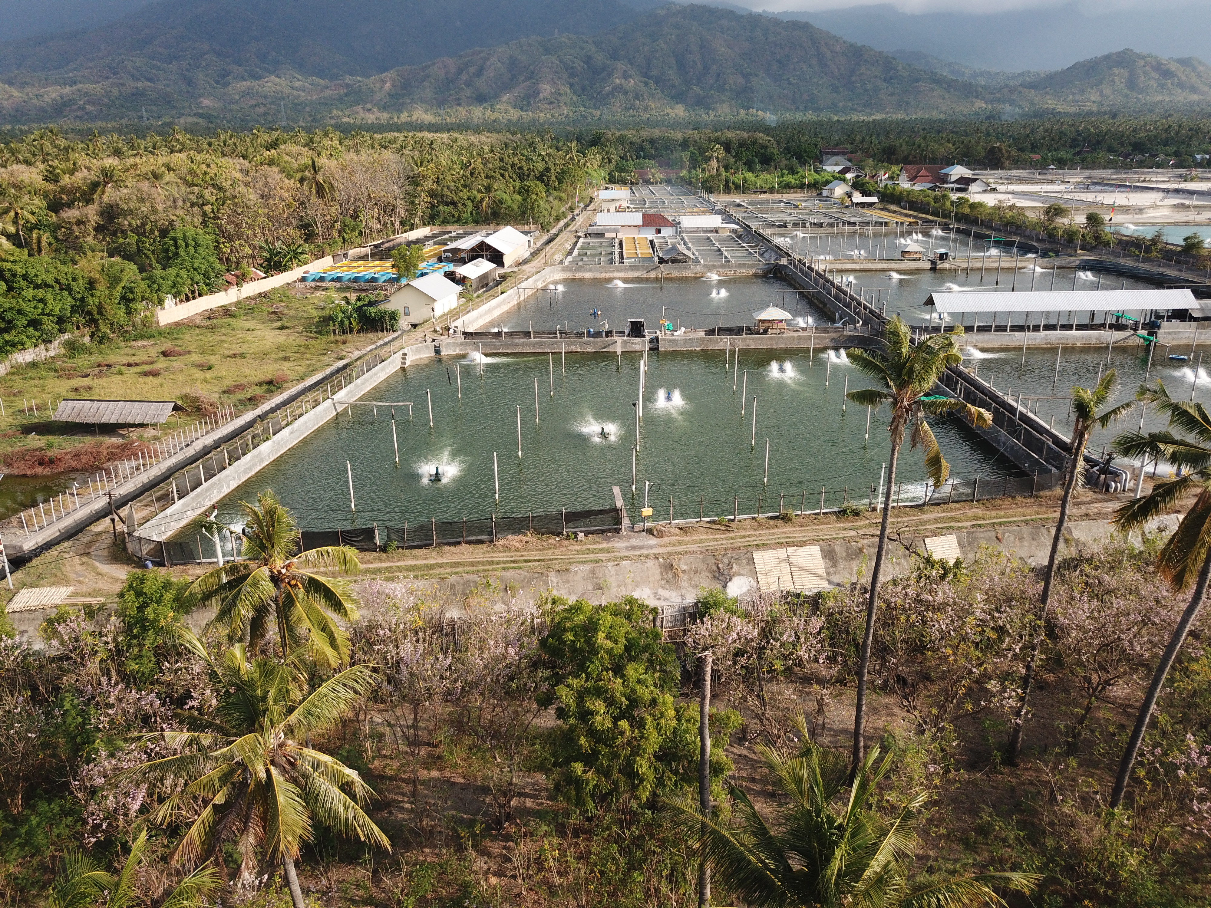 Kolam Budidaya Induk Bandeng